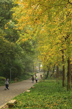 銀杏大道
