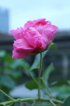 木棉花