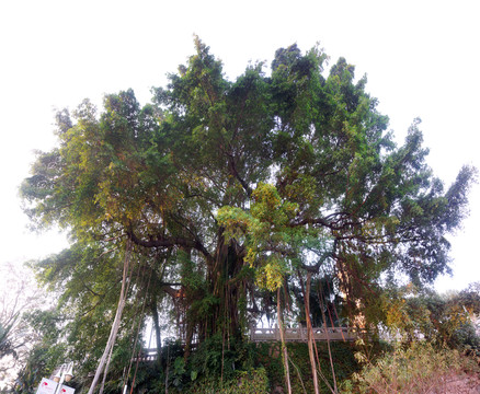 古榕樹(shù)