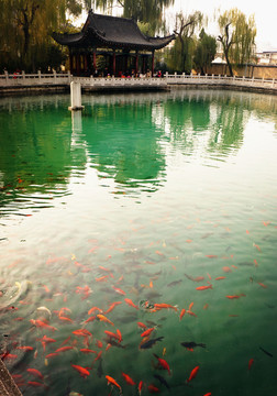泉水金魚 珍珠泉