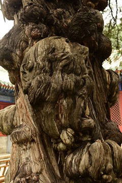 樹瘤子