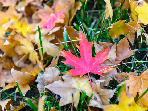 紅葉