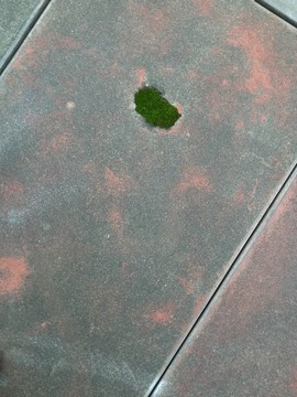 水泥地面上的綠苔