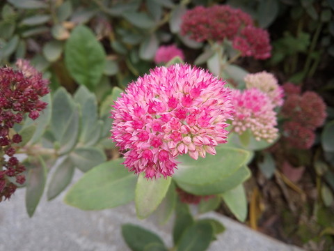 雞冠花