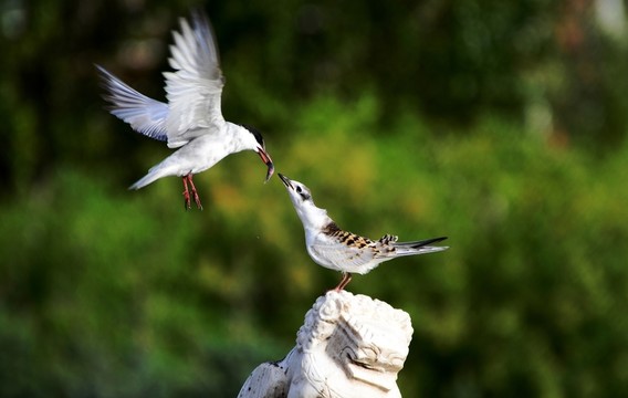 海鷗喂食