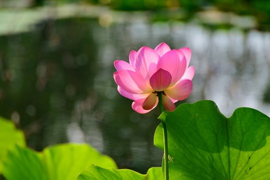 荷花