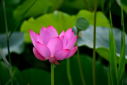 荷花