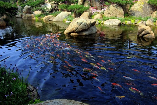 觀賞魚