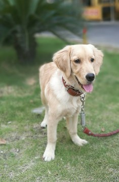 狗狗