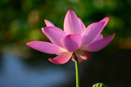 荷花