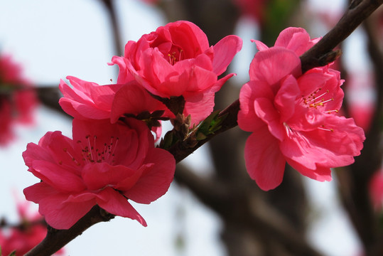 海棠花