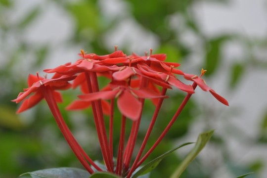 龍船花