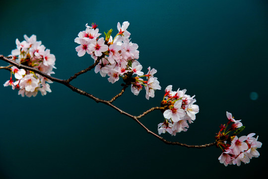日本櫻花