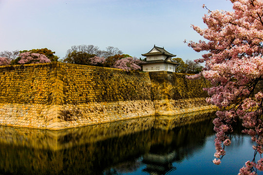 日本櫻花