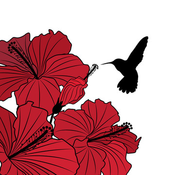 背景花木槿和蜂鳥