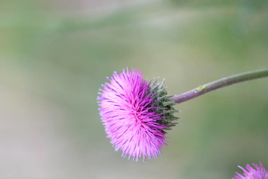 薊花了近