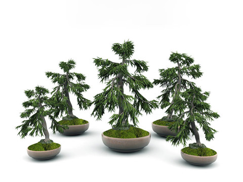 白色背景上分離的盆景