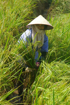 越南農(nóng)民在稻田