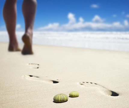 海膽海膽殼
