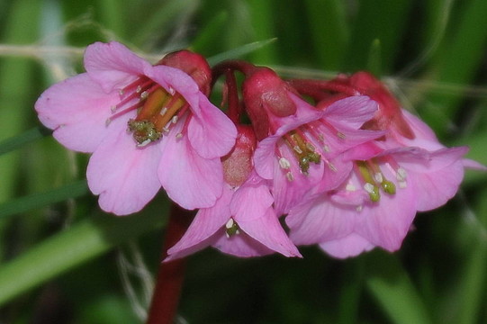櫻花