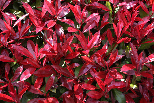 紅羅賓