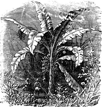 香蕉樹和香蕉；Musa balbisiana；老式的雕刻。