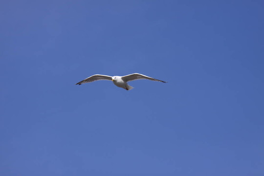 鷗；海鷗