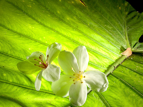 蒙大納油桐花；白色搭配