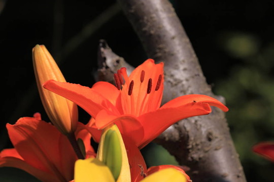 花莉莉