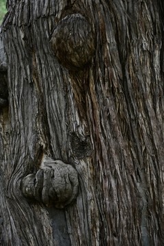 樹皮紋理 樹瘤子