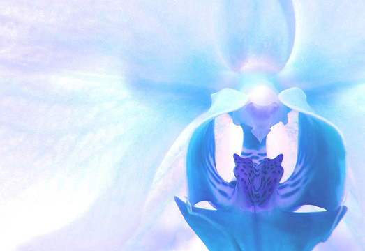 電藍(lán)紫蘭花
