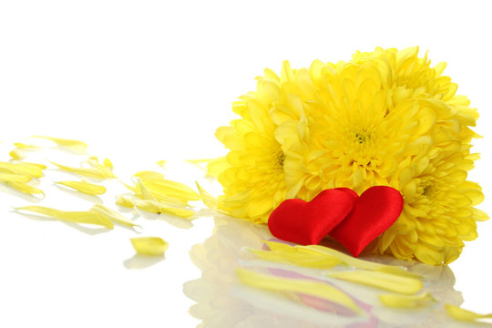 兩紅心Yellow chrysanthemums