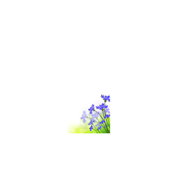 矢車菊