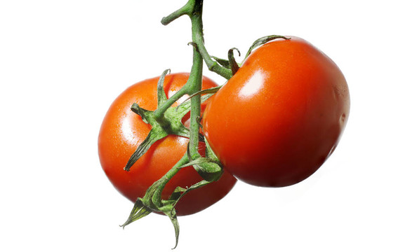 番茄上的一个分枝