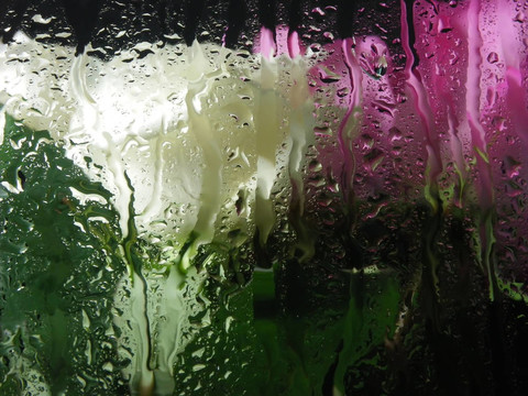 白色和粉紅色的玫瑰與雨