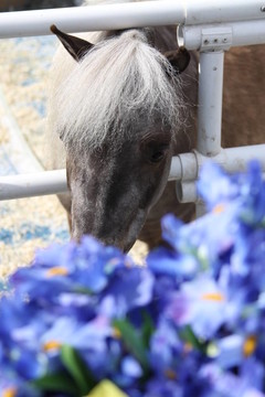 小型馬