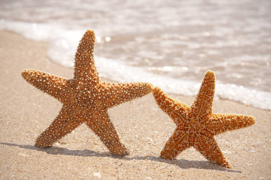 海灘上的兩個海星
