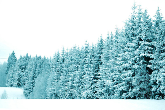 樹(shù)上的雪