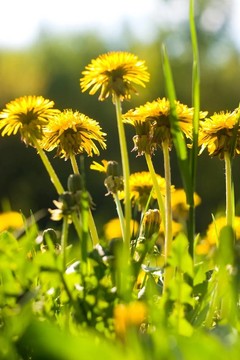 花