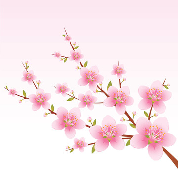 春天的花