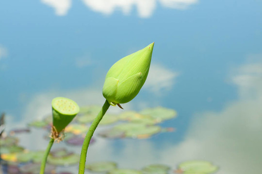 美麗的蓮花燈泡。