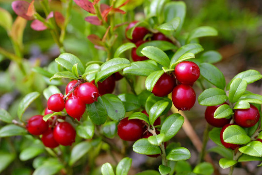 cowberries（越桔）