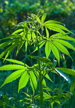 野大麻的新梢