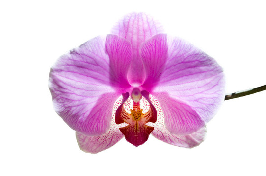 花紫色蘭花