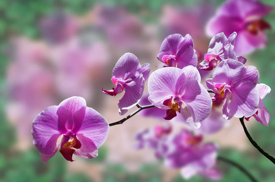 花紫色蘭花