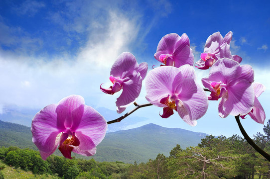 花紫色蘭花