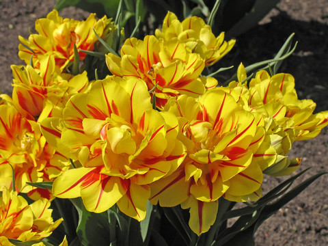郁金香（Tulipa）春天