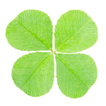 綠色四葉三葉草分離