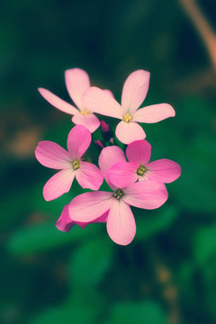 粉紅色的花