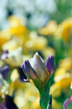 紫色和White Iris